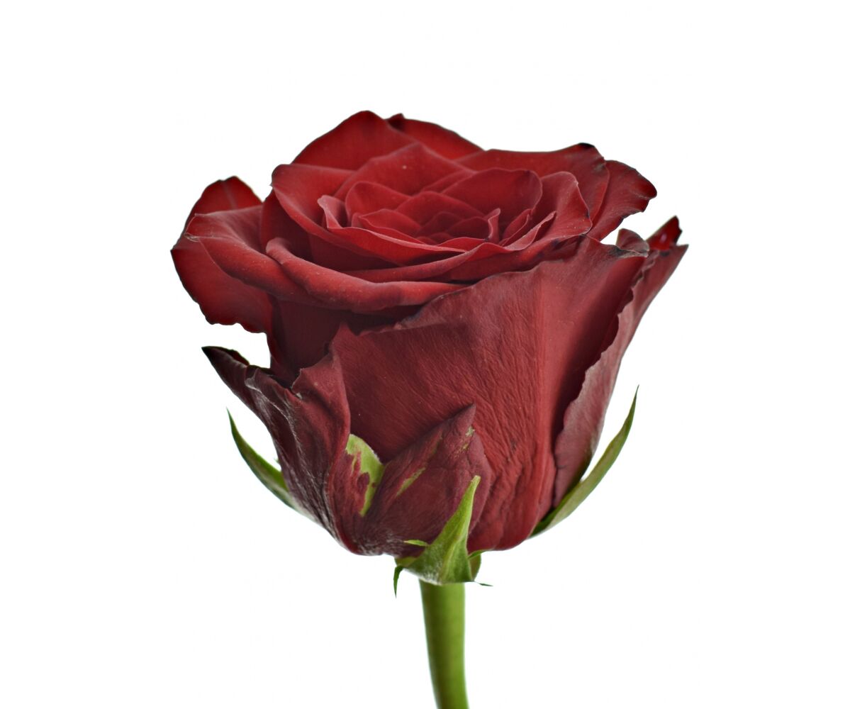 Роза бордовая 80см